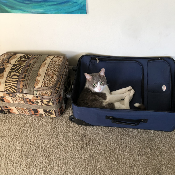 Cat Lover And Purrfect Fur Friend