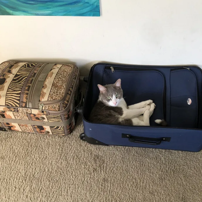 Cat Lover And Purrfect Fur Friend