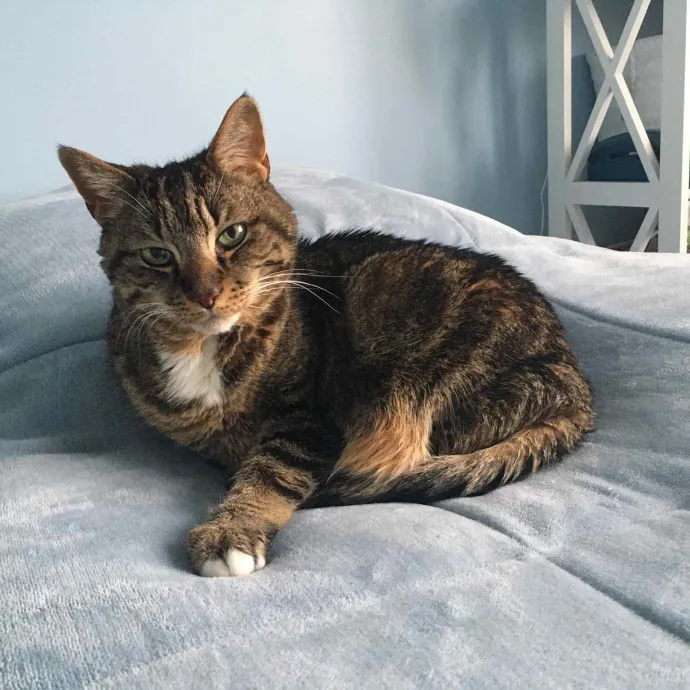 Jill's Kitty Care photo 2