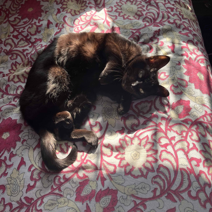 Brooklyn Cat Care With Liz photo 2