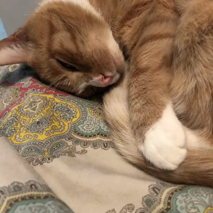 The Cat's Pajamas Cat Sitting Services