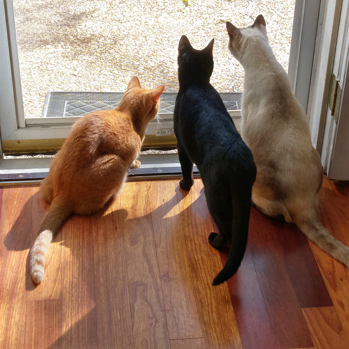 Sheri The Cat Whisperer In Hope Mills photo 2