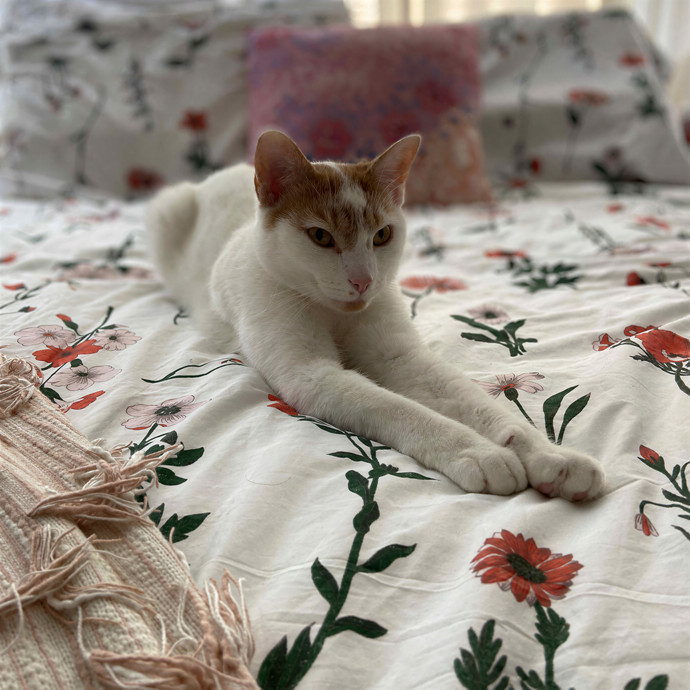Sara's Sittin' Your Kitten
