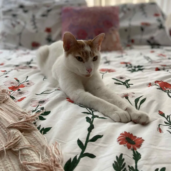 Sara's Sittin' Your Kitten
