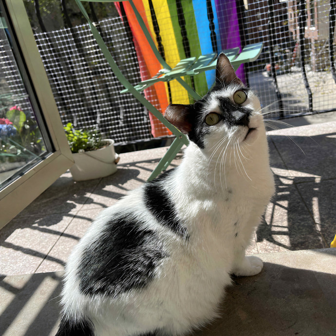 Yunray Your Friendly Astoria Cat-Sitter photo 2