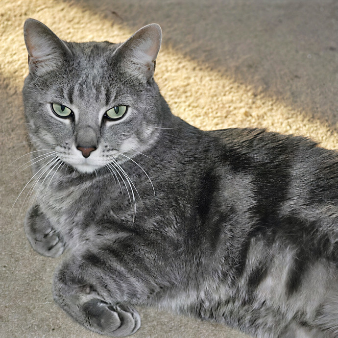 Purrrrrfect Paws Cat Sitting