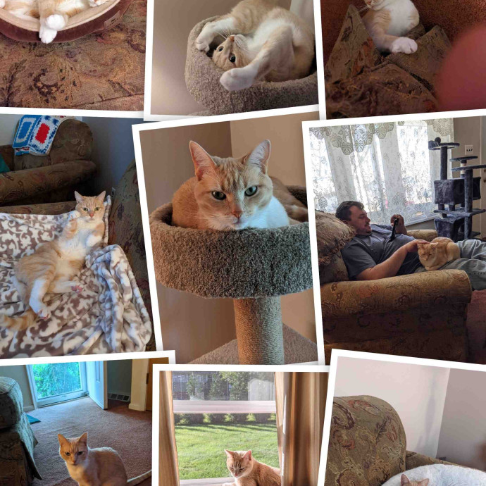 The Purrfect Cat Sitter - Ne Philly photo 2