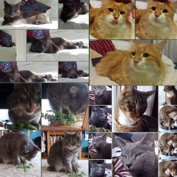 Kitty Mews  Kisses