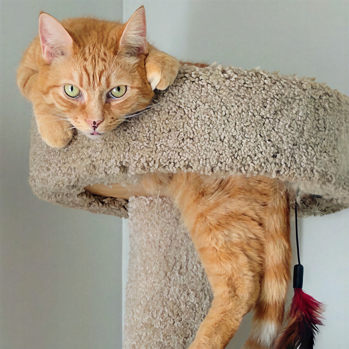 Purrfectly Pawsome Cat Sitter