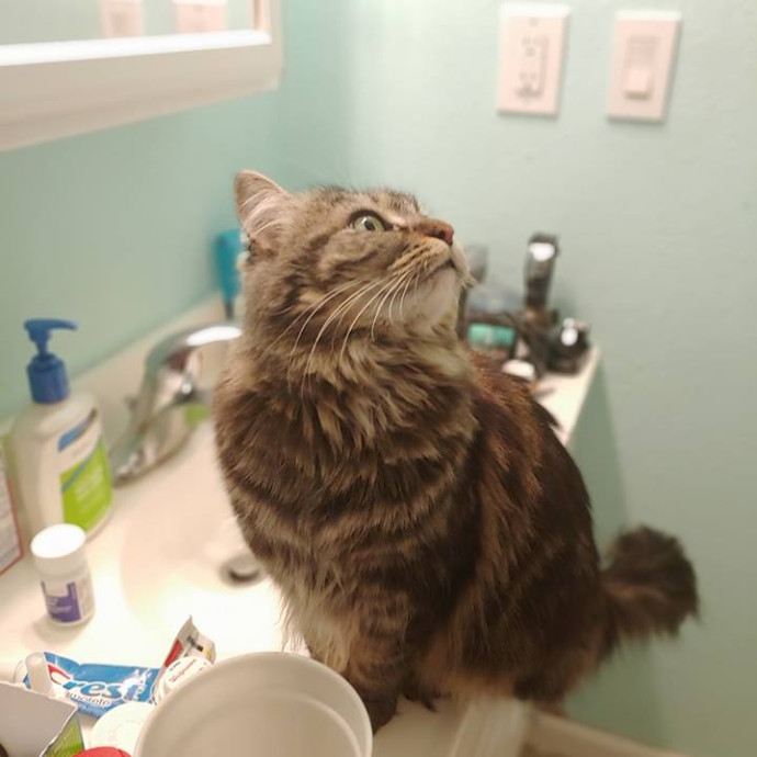 Vartan's Kitty Korner