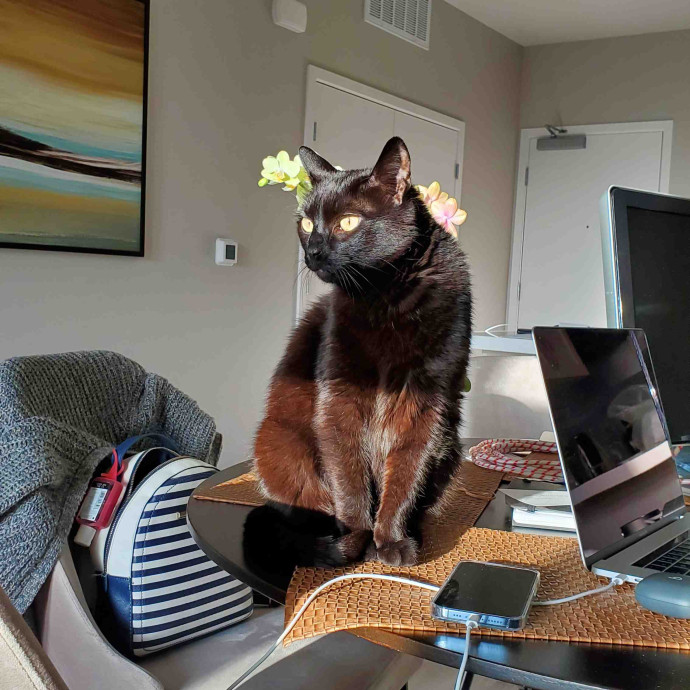 Ramona's Kitty Time photo 3