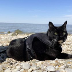 cats-img-1