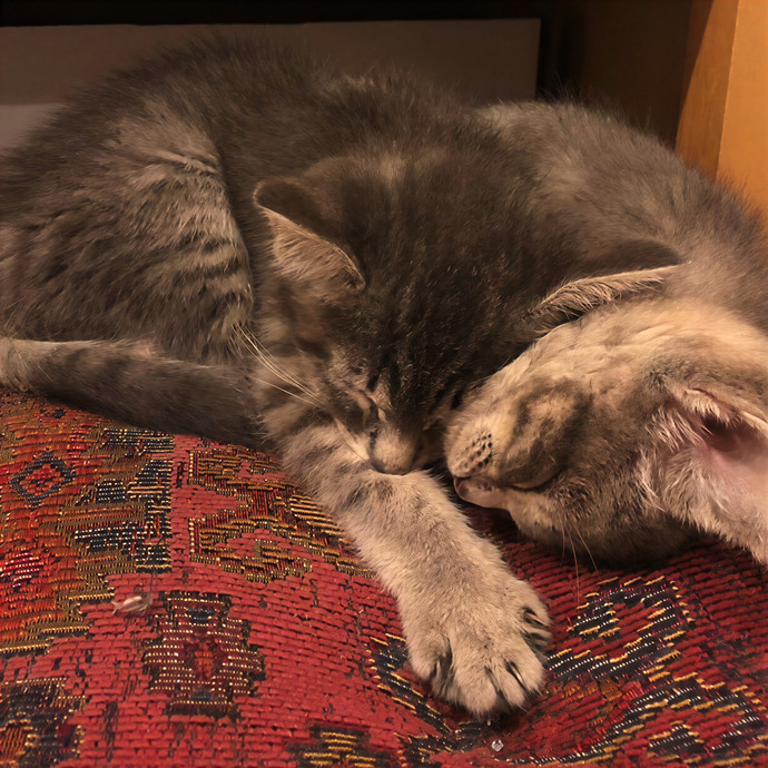 Shelbi's Cat-Sitting And Kitty Care photo 2