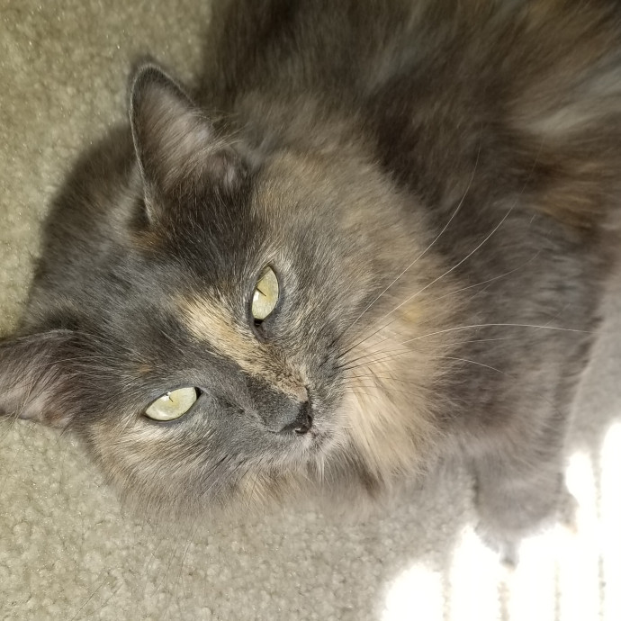 Cat Care For Your Fur Ever Friends photo 3