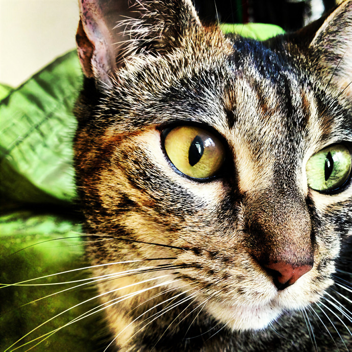 Tamara's Citykitty Care photo 3