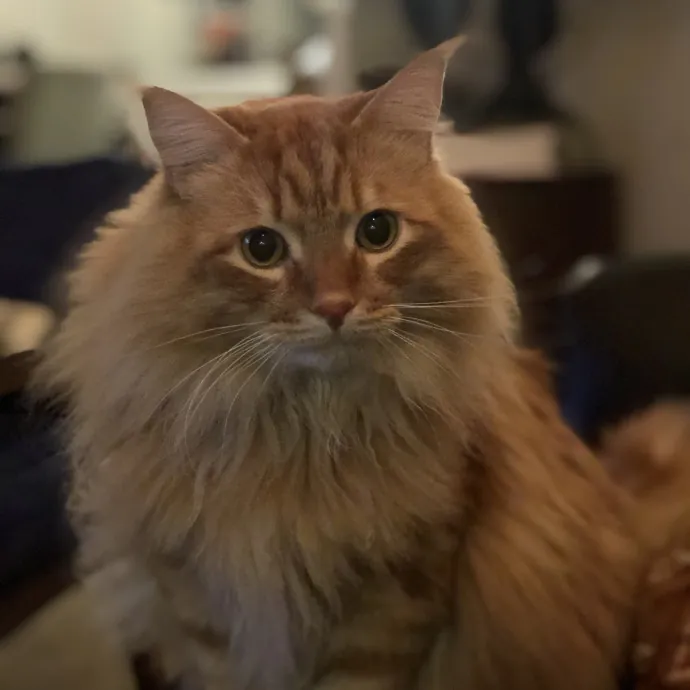 Kate And Tim's Cat Care