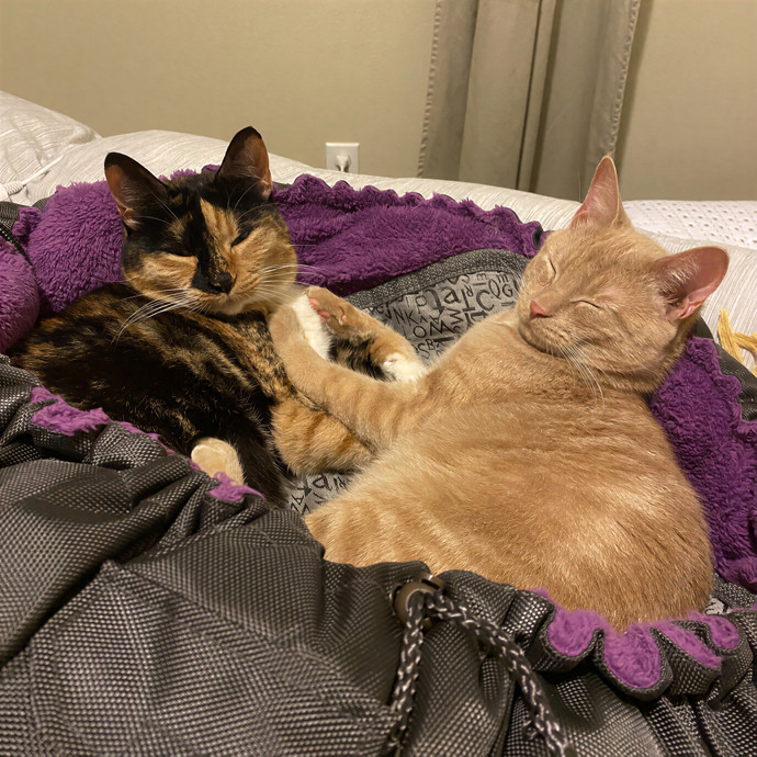 Elizabeth - The Purrtland Cat Sitter