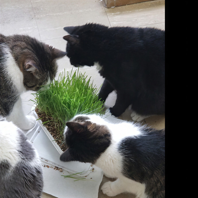 Lisa's Purrfect Cat Sitting Services