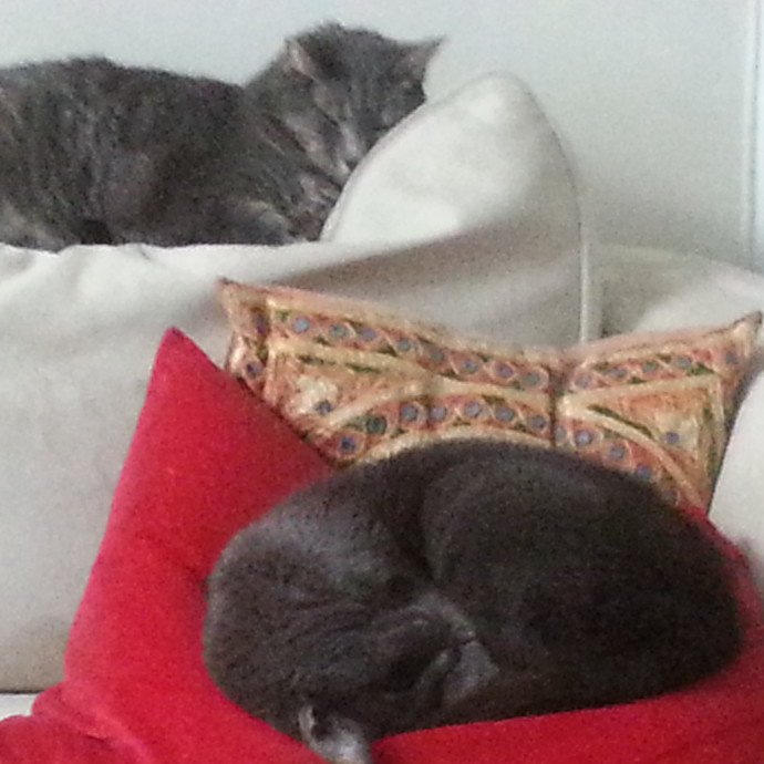 Cat Sitting By Myra