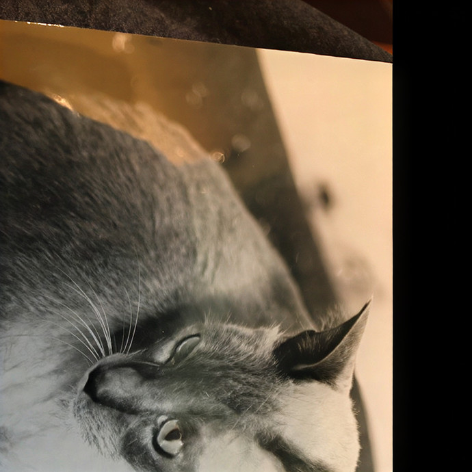 Cat Fancier photo 3