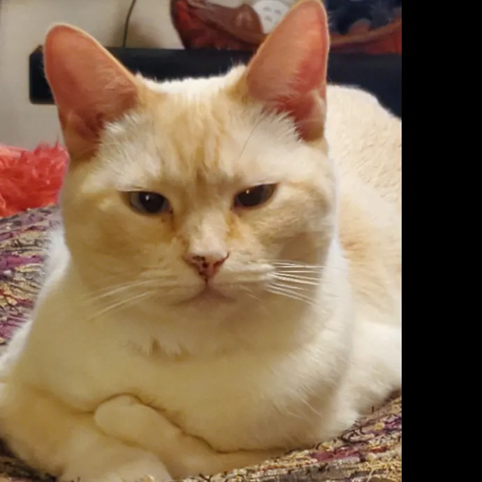 Monika's Marvelous Cat Sitting