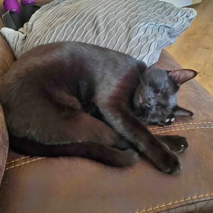 The Best Care For Your Fur Babies