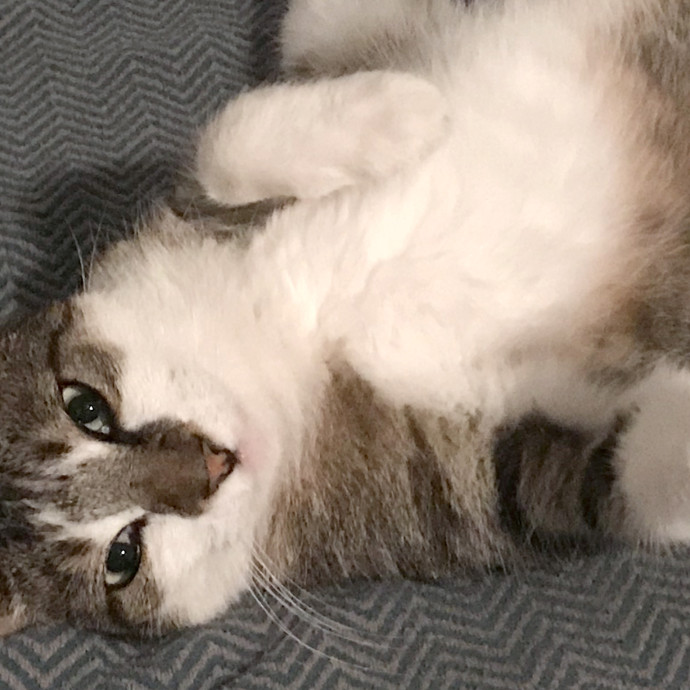 Rose's Cozy Cat Care photo 2
