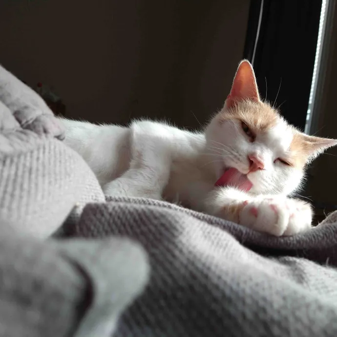 Bmore Bestiary Baltimore Pet Care