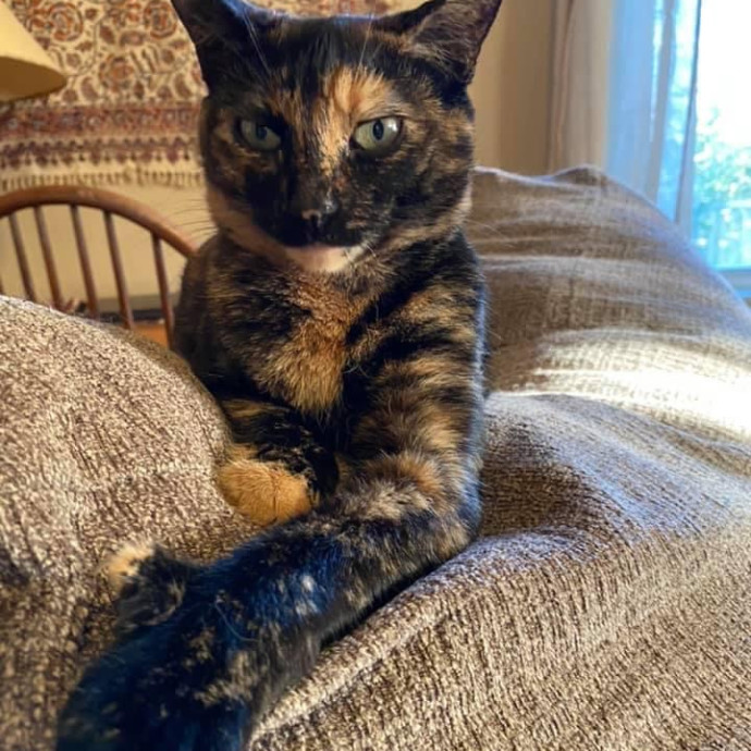 Kristi's Purrfect Cat Sitting