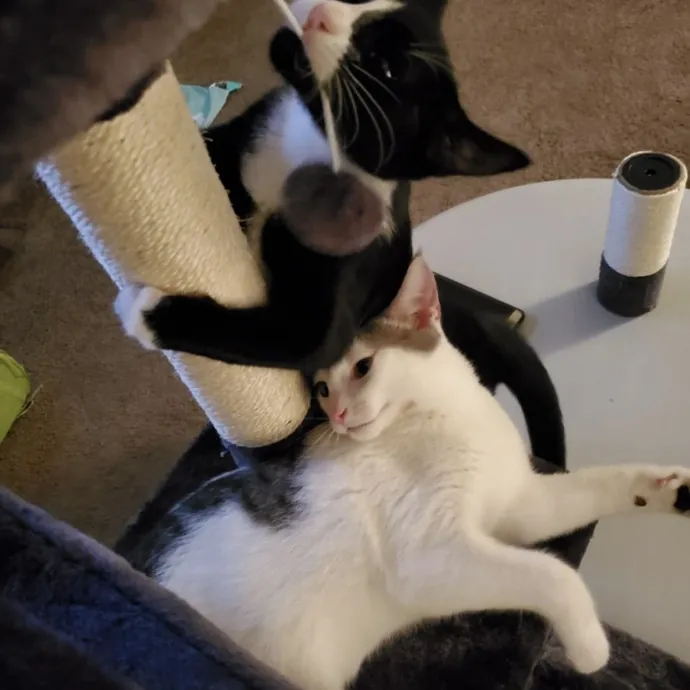 Erin's Purrrfect Memphis Cat Sitting