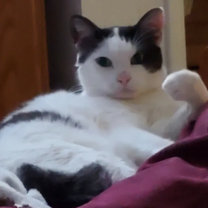 Feline Fantasy Cat Sitting