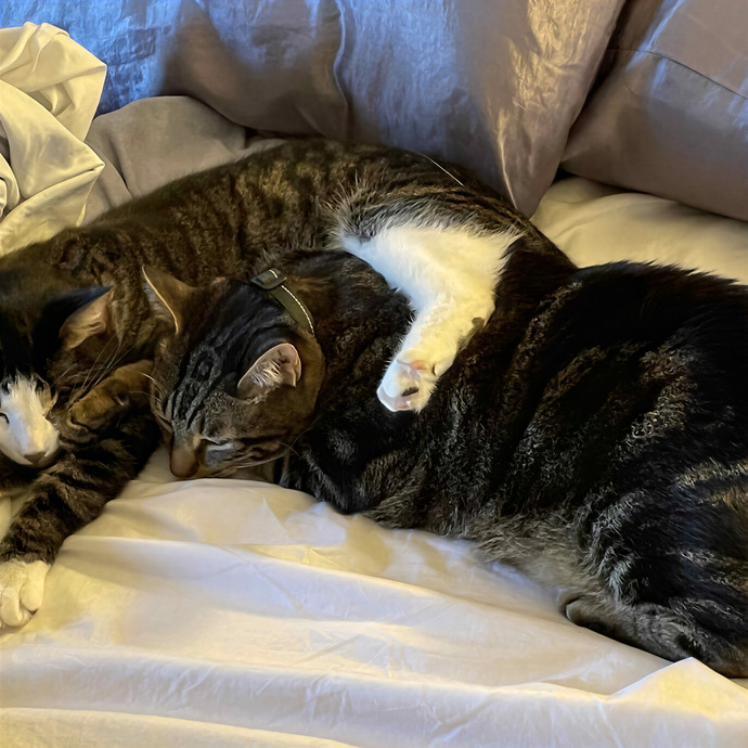 Rachel's Important Cat Business photo 2