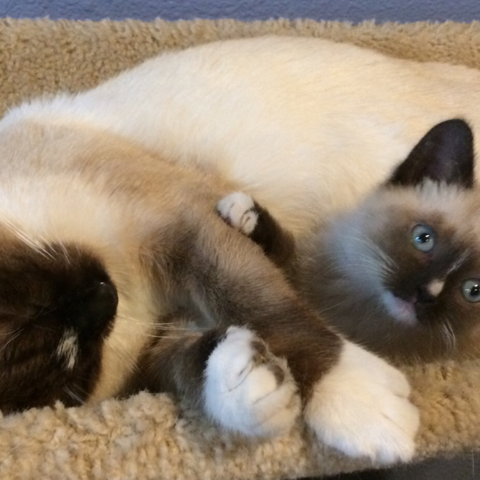 Shari's Purrfect Cat Sitting - Denver Metro