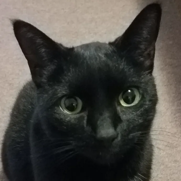 Elzanah's Kitter Whisper Corner photo 2