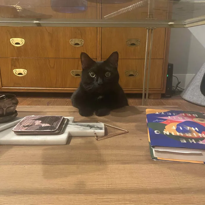 Rachel's Windy City Kitties