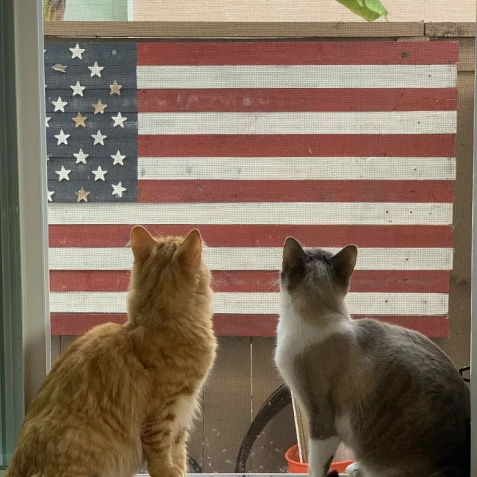 North County Kitty Sitter