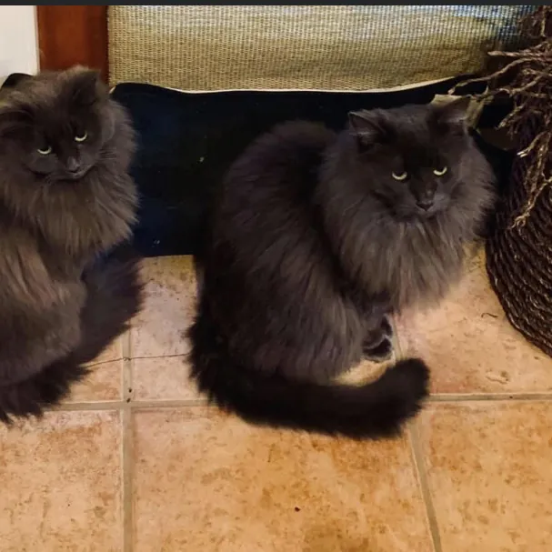 Jennifer's Purrfect Cat Sitting East Bay