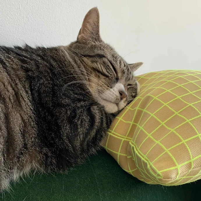 Safe And Loving Kitty Care From Lynn