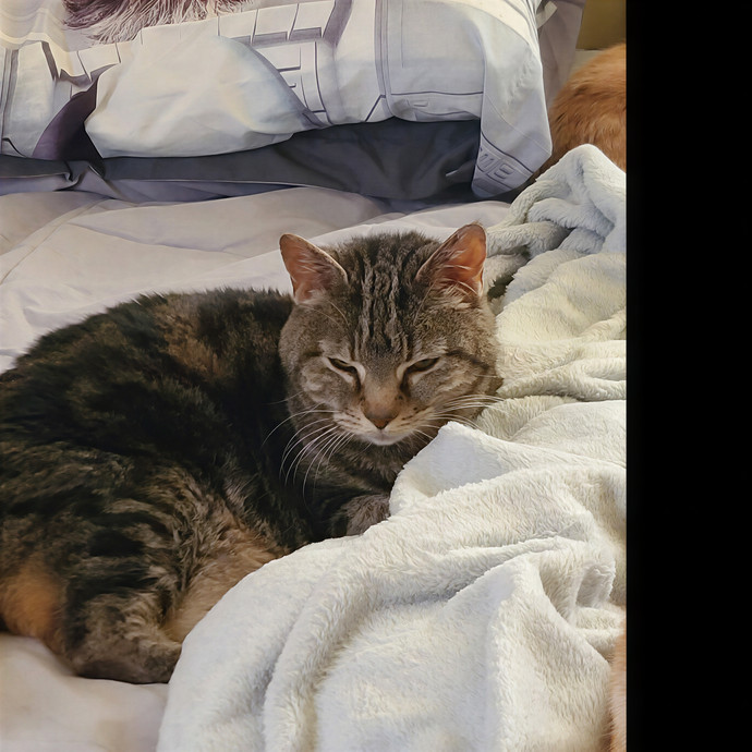 April's Purfect Cat Sitting