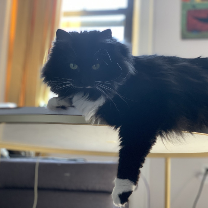 Natalies Pawtastic Astoria Cat Sitting photo 2