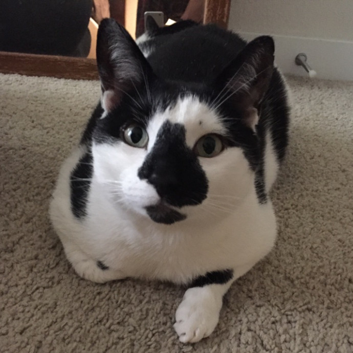 Bay Cat Sitter