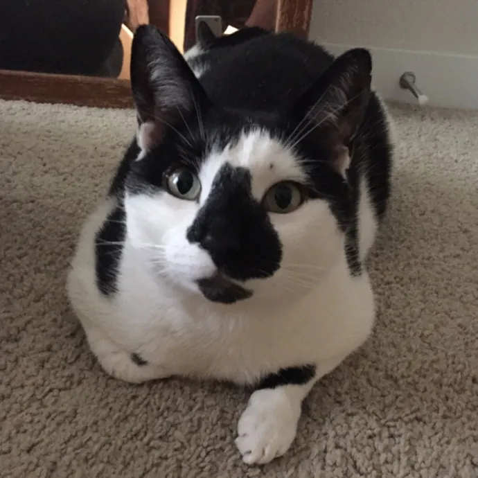 Bay Cat Sitter
