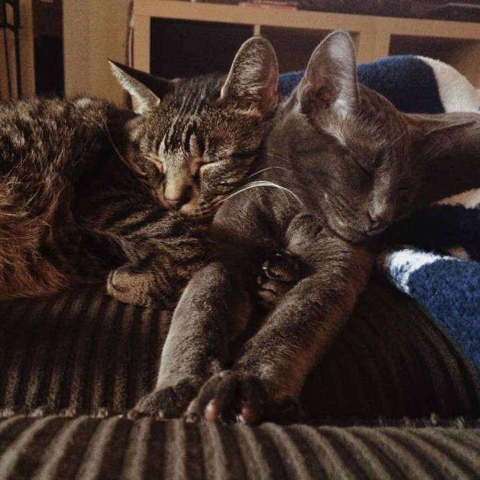 Catnip Crusaders